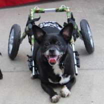 Thumbnail photo of Tux #2