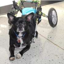 Thumbnail photo of Tux #3
