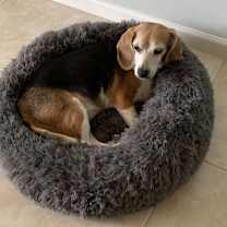 Thumbnail photo of Phoebe #3