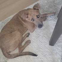 Thumbnail photo of Rocky #4