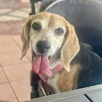 Thumbnail photo of Phoebe #4