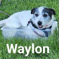 Thumbnail photo of Waylon #3