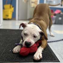 Thumbnail photo of Milly Mae #4