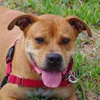 Thumbnail photo of Dante #1