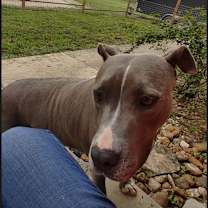 Thumbnail photo of Betty Boop #2