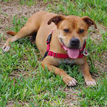 Thumbnail photo of Dante #2