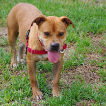 Thumbnail photo of Dante #3
