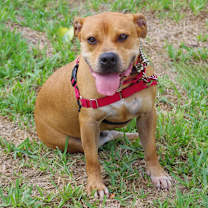 Thumbnail photo of Dante #4