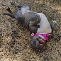 Thumbnail photo of Chloe #4