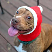 Thumbnail photo of Griffin #3