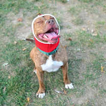 Thumbnail photo of Griffin #4