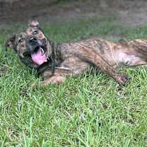 Thumbnail photo of Izzy #1