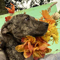 Thumbnail photo of Lola #1