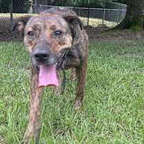 Thumbnail photo of Izzy #2