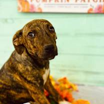 Thumbnail photo of Lola #2