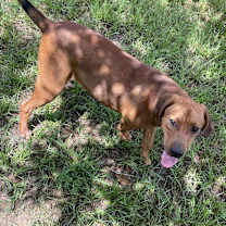 Thumbnail photo of Champ #2