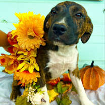 Thumbnail photo of Raven #1