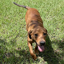 Thumbnail photo of Champ #3