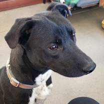 Thumbnail photo of Cheesecake #3