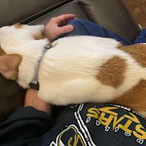 Thumbnail photo of Phoenix #2