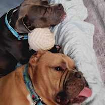 Thumbnail photo of Bao #2