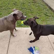 Thumbnail photo of Betty Boop #3