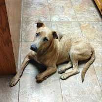 Thumbnail photo of Rocky #2