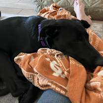 Thumbnail photo of Pickle #2