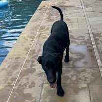 Thumbnail photo of Pickle #3