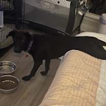 Thumbnail photo of Pickle #4