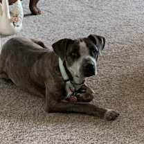 Thumbnail photo of Granger #4