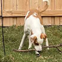 Thumbnail photo of Phoenix #3