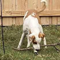 Thumbnail photo of Phoenix #4