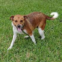 Thumbnail photo of Ginger #1