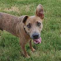 Thumbnail photo of Rocky #1