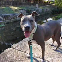 Thumbnail photo of Betty Boop #1