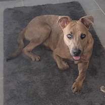 Thumbnail photo of Rocky #3