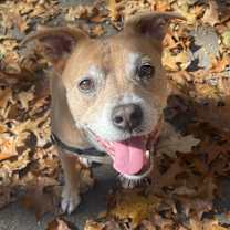 Thumbnail photo of Bailey #1