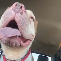 Thumbnail photo of Brock #1