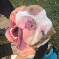 Thumbnail photo of Brock #2