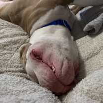 Thumbnail photo of Brock #4