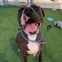 Thumbnail photo of Cane #1