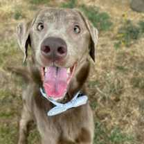 Thumbnail photo of Frankie (Alfonso) #1