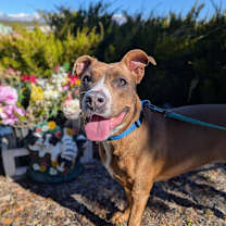 Thumbnail photo of PUDDIN #1