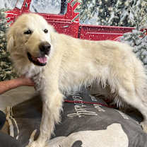 Thumbnail photo of Bear #4