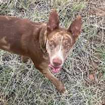 Thumbnail photo of OLLIE #2 #2