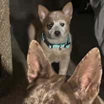 Thumbnail photo of OLLIE #2 #3