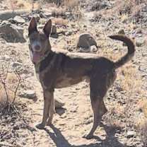 Thumbnail photo of OLLIE #2 #4