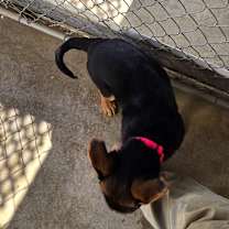 Thumbnail photo of Buttercup #1