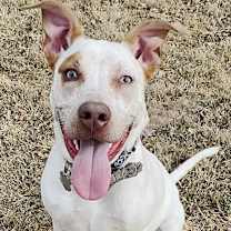 Thumbnail photo of Bruno #1